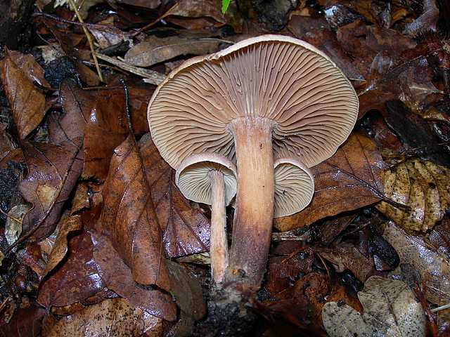 2005 :  Un anno di funghi